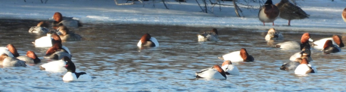 Canvasback - ML629887265