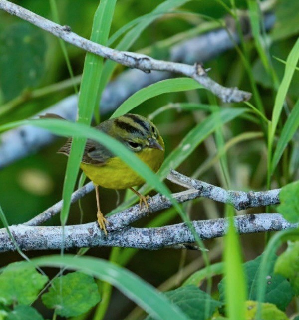 Golden-crowned Warbler - ML629887443