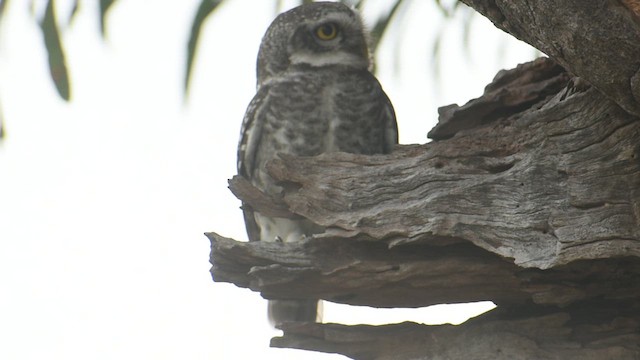 Spotted Owlet - ML629887454