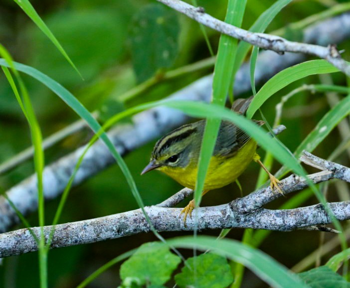 Golden-crowned Warbler - ML629887475