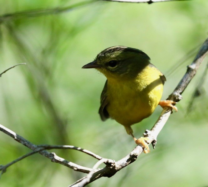 Golden-crowned Warbler - ML629887494