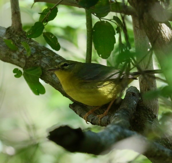 Golden-crowned Warbler - ML629887500