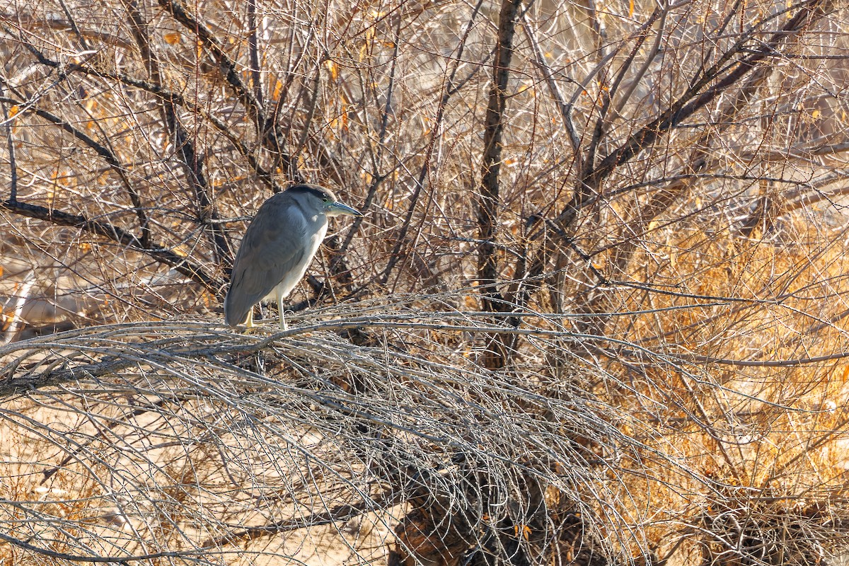 Black-crowned Night Heron - ML629887662