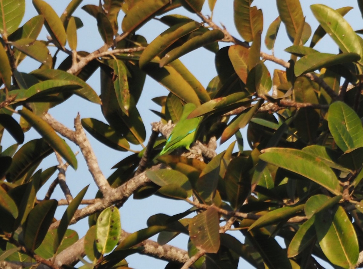 Mexican Parrotlet - ML629887680