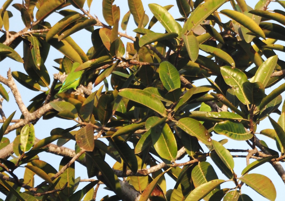 Mexican Parrotlet - ML629887681