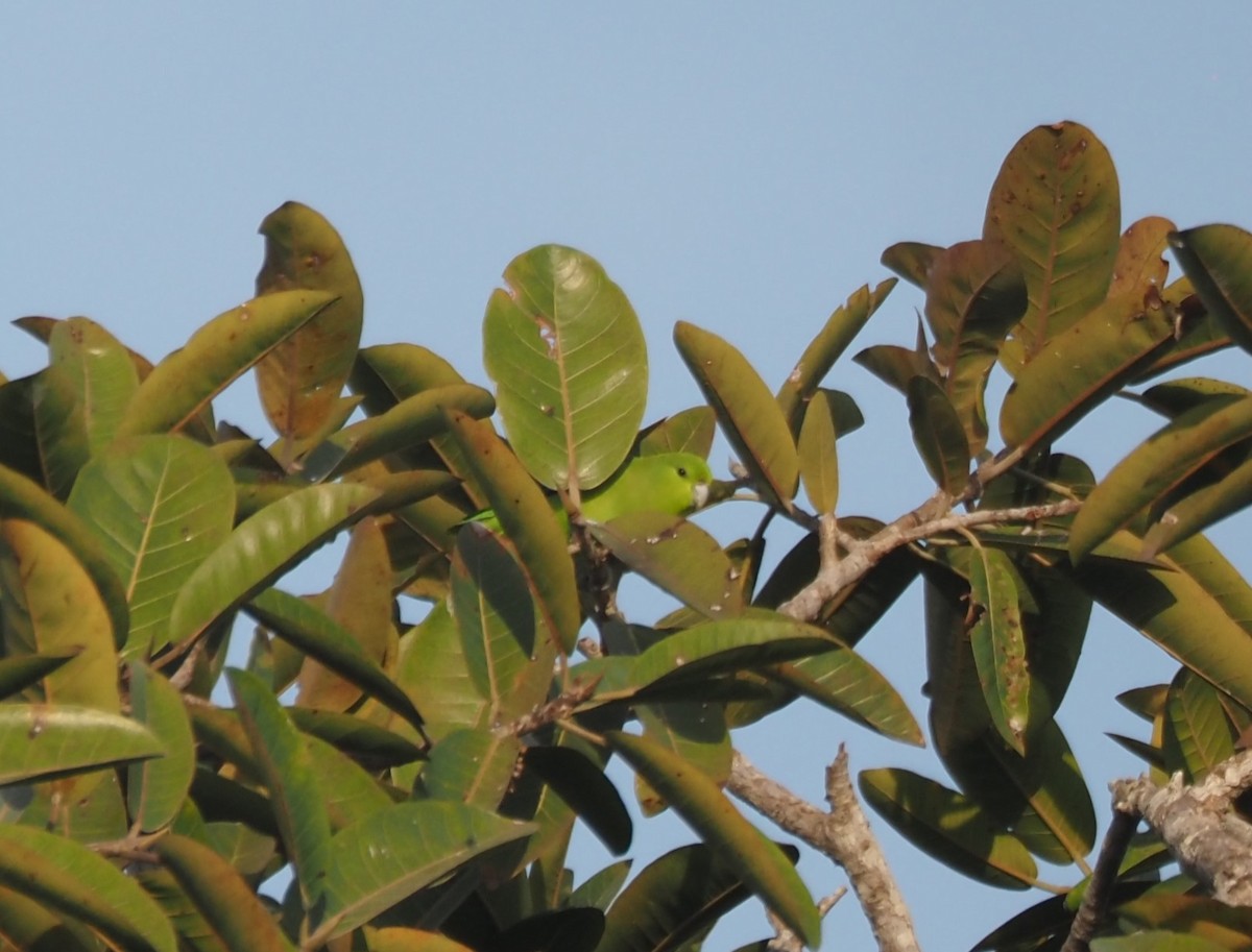 Mexican Parrotlet - ML629887682