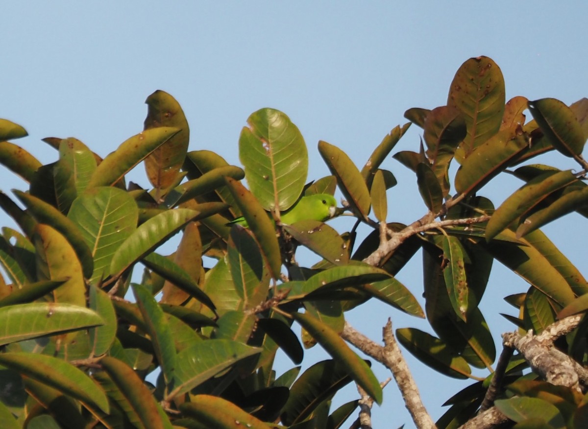 Mexican Parrotlet - ML629887683