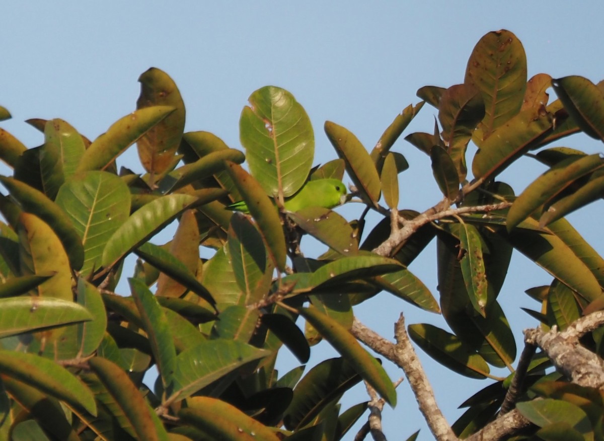 Mexican Parrotlet - ML629887684