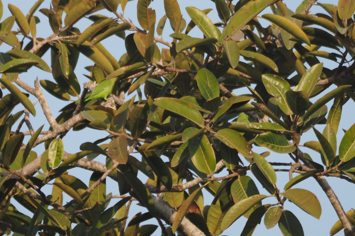 Mexican Parrotlet - ML629887685