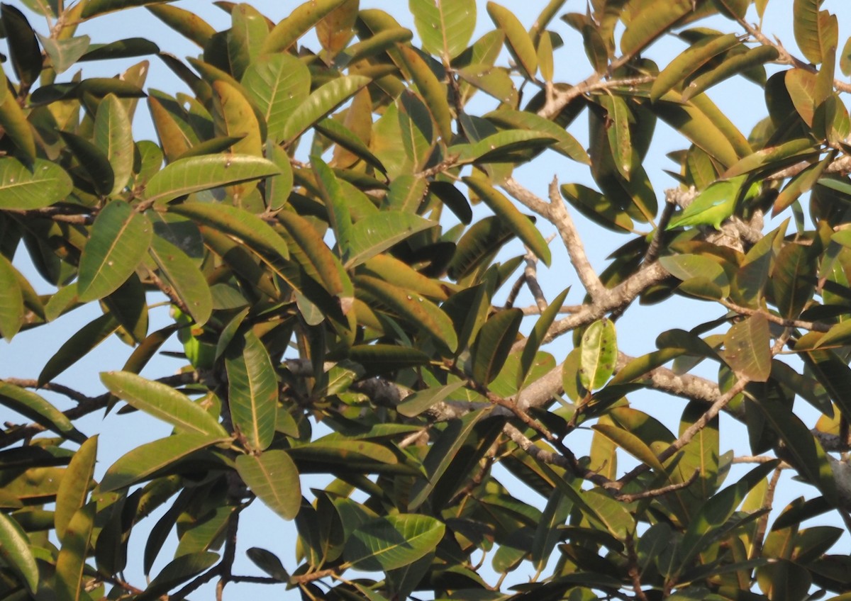 Mexican Parrotlet - ML629887686