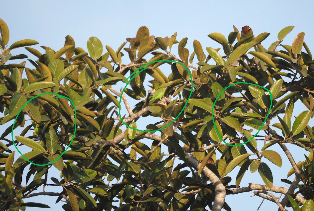 Mexican Parrotlet - ML629887687