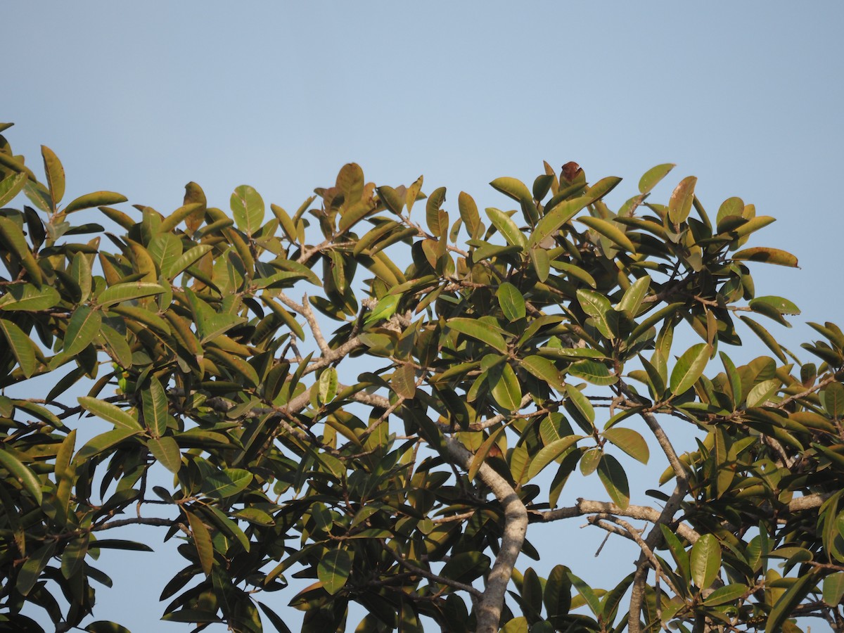 Mexican Parrotlet - ML629887688