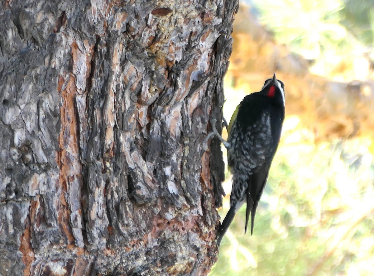 Williamson's Sapsucker - ML629887727