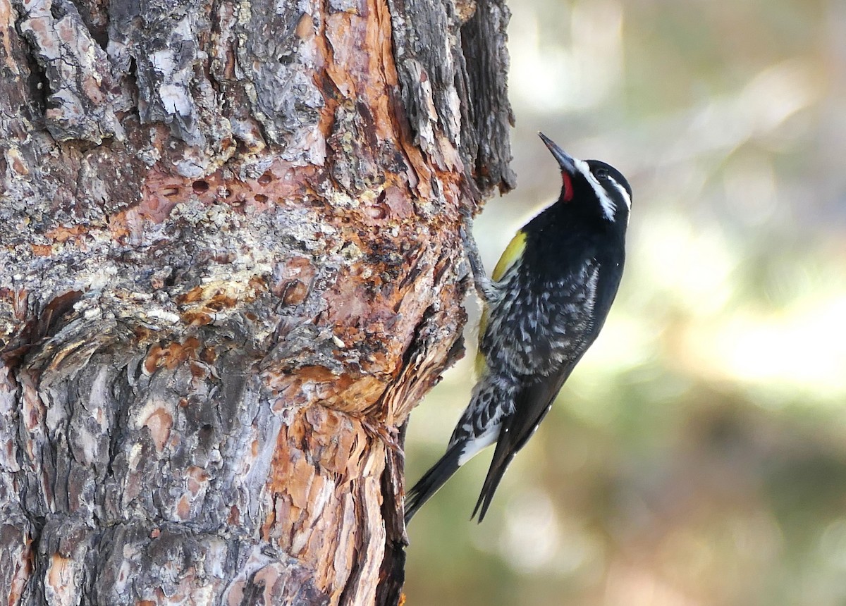 Williamson's Sapsucker - ML629887728