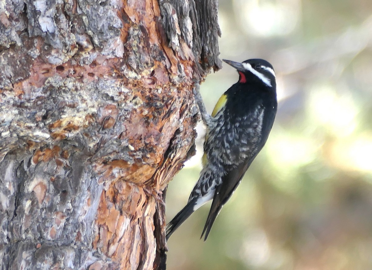 Williamson's Sapsucker - ML629887729