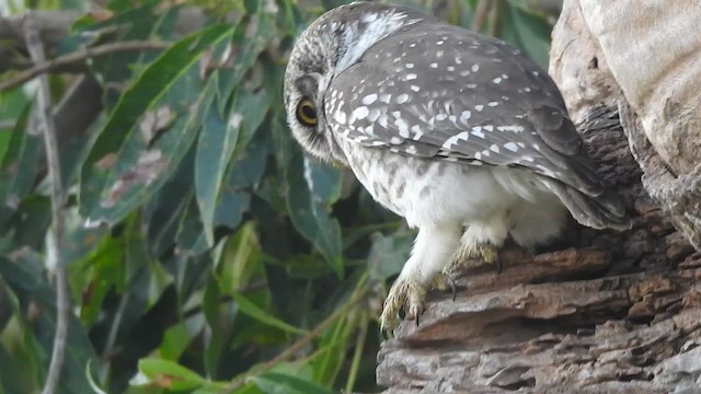Spotted Owlet - ML629887735
