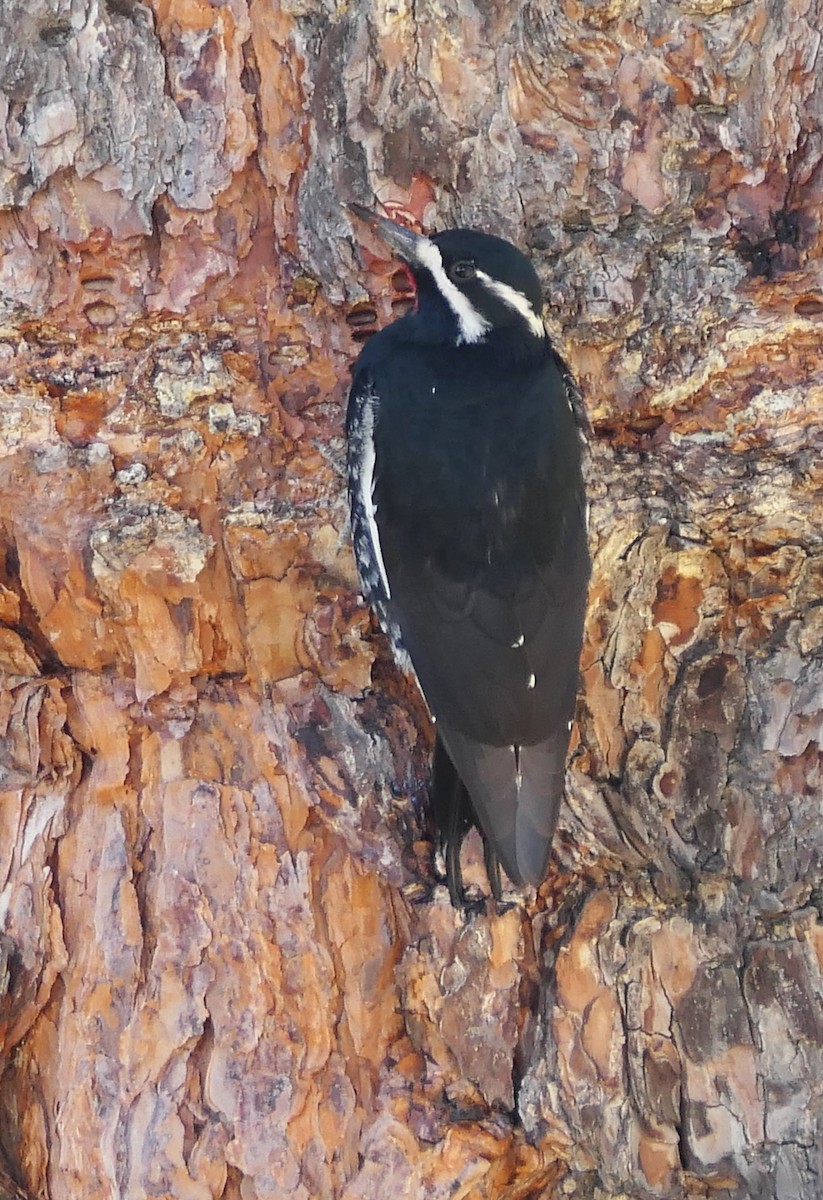 Williamson's Sapsucker - ML629887785