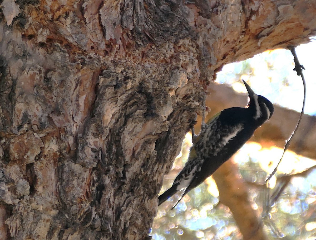 Williamson's Sapsucker - ML629887786