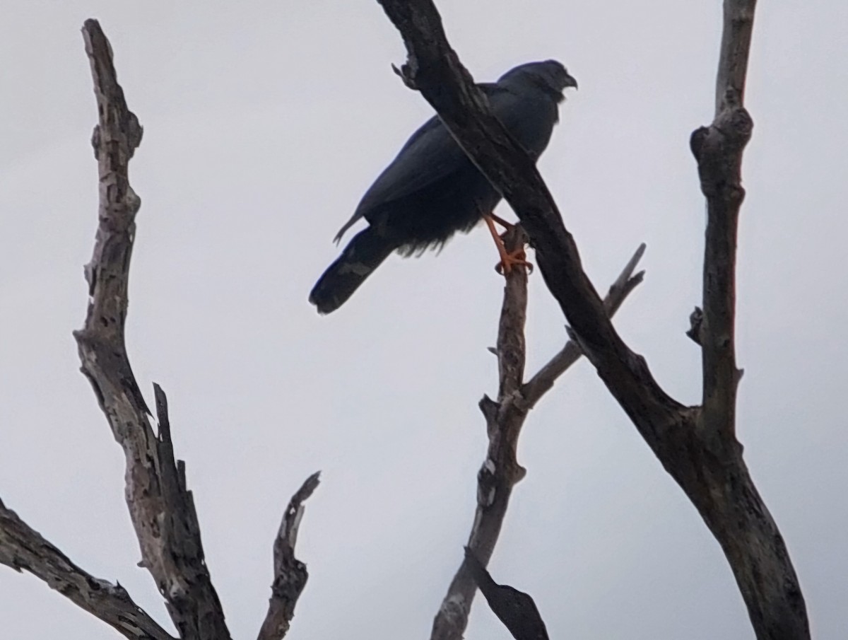 Crane Hawk - ML629887800