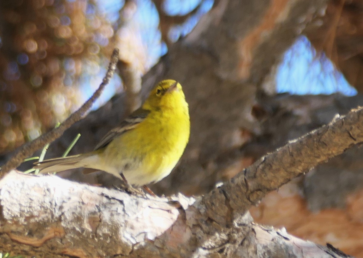 Pine Warbler - ML629887847