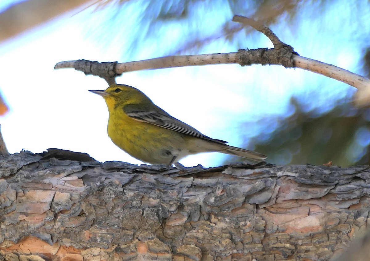 Pine Warbler - ML629887848