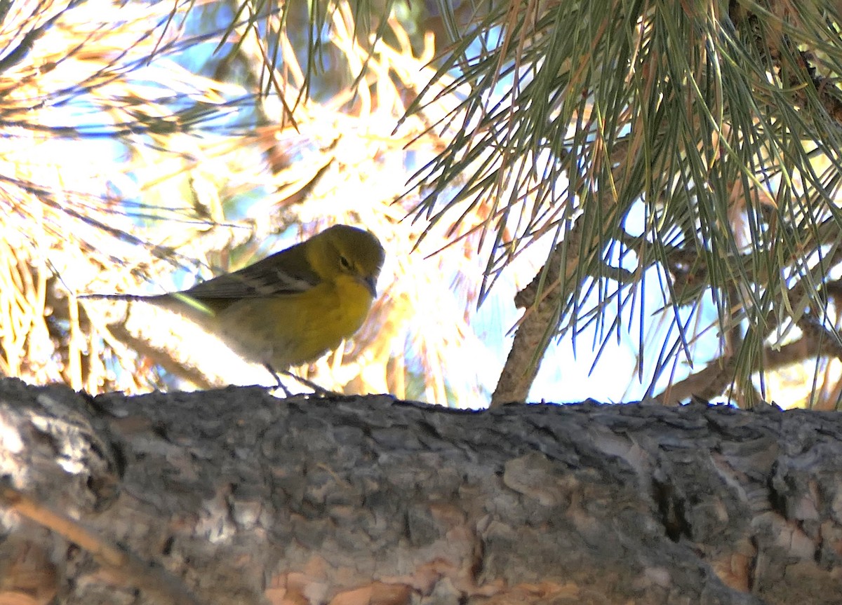 Pine Warbler - ML629887849