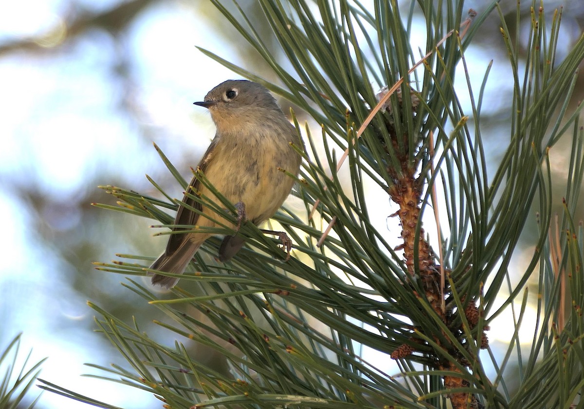 Ruby-crowned Kinglet - ML629887909