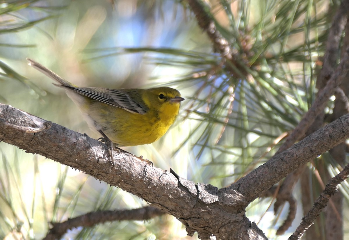 Pine Warbler - ML629887985