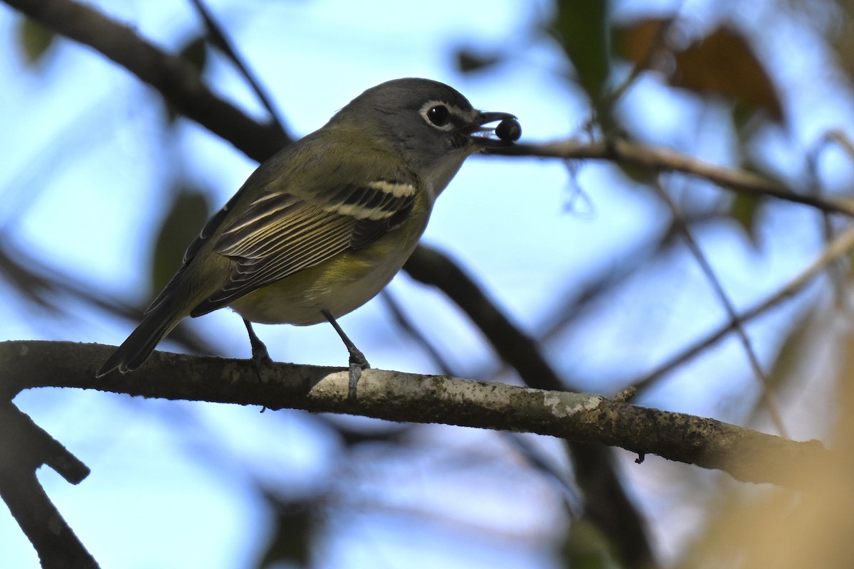 Blue-headed Vireo - Deborah Penrose