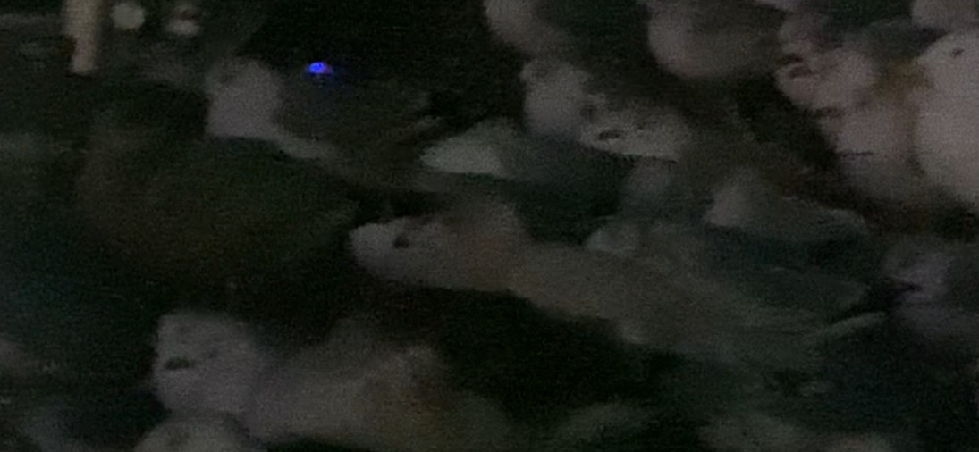 Glaucous Gull - ML629888305