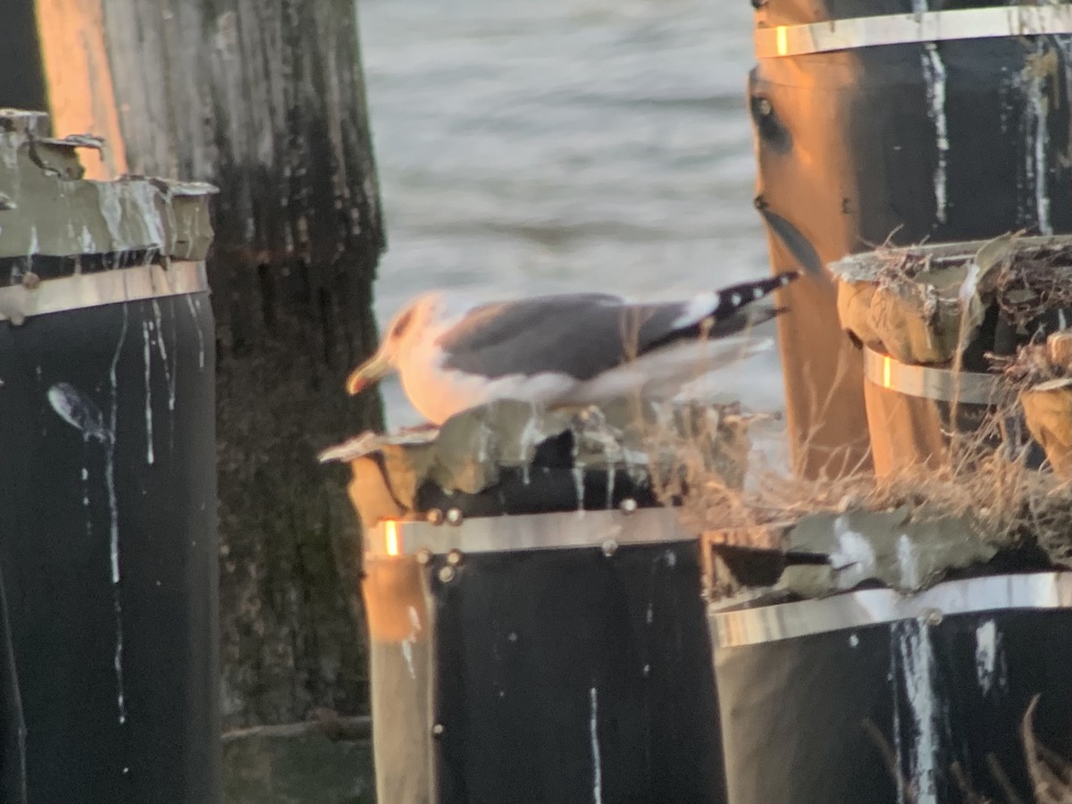 Lesser Black-backed Gull - ML629888336