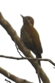 Melancholy Woodpecker - ML629888363