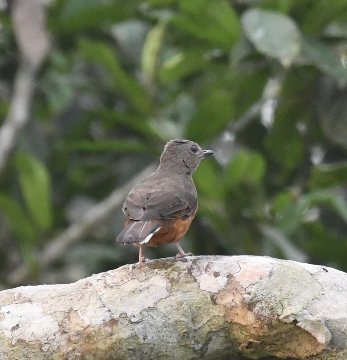 Finsch's Flycatcher-Thrush - ML629888506