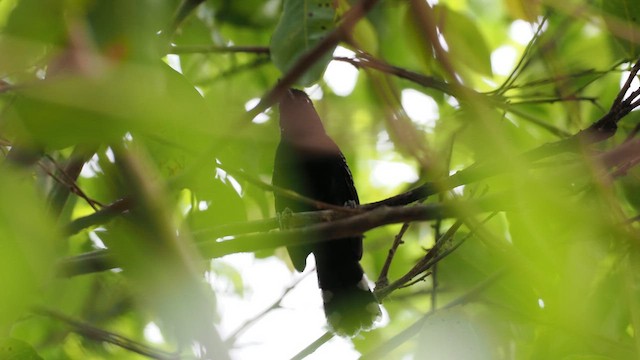 Bananal Antbird - ML629888534