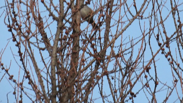 Boreal Chickadee - ML629889152