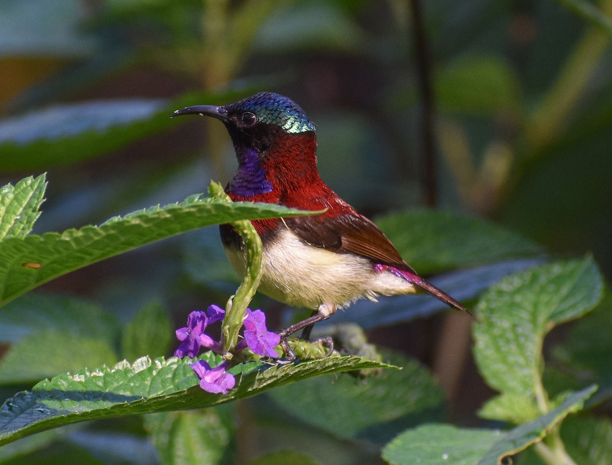 Crimson-backed Sunbird - ML629889176