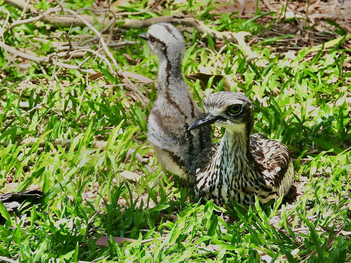 Bush Thick-knee - ML629889247