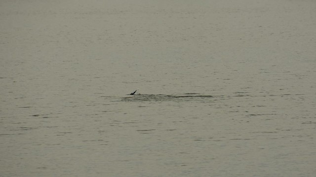Indian Cormorant - ML629889251