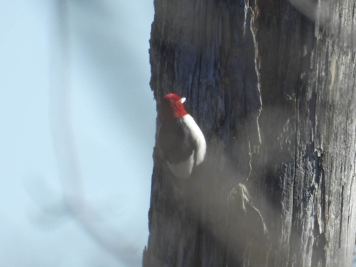 Red-headed Woodpecker - ML629889308