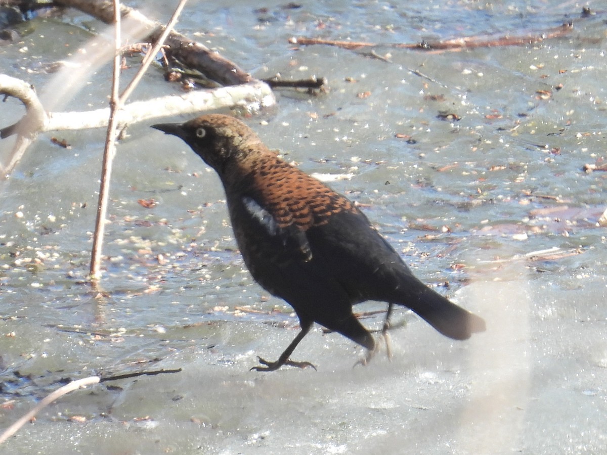 Rusty Blackbird - ML629889362
