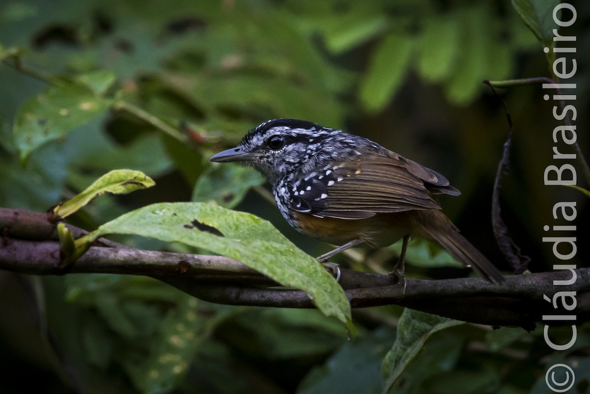 Peruvian Warbling-Antbird - Claudia Brasileiro