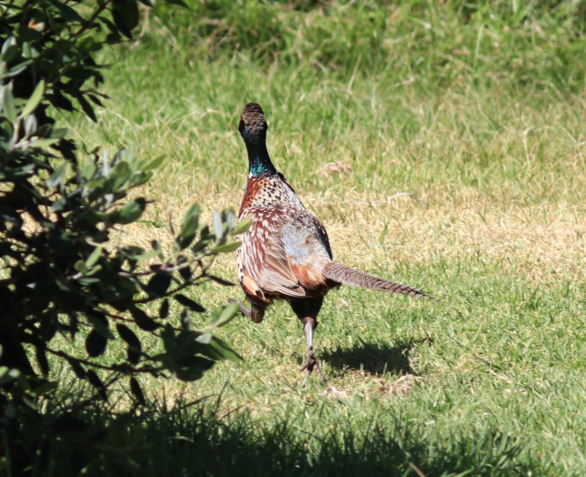 Ring-necked Pheasant - ML629889623