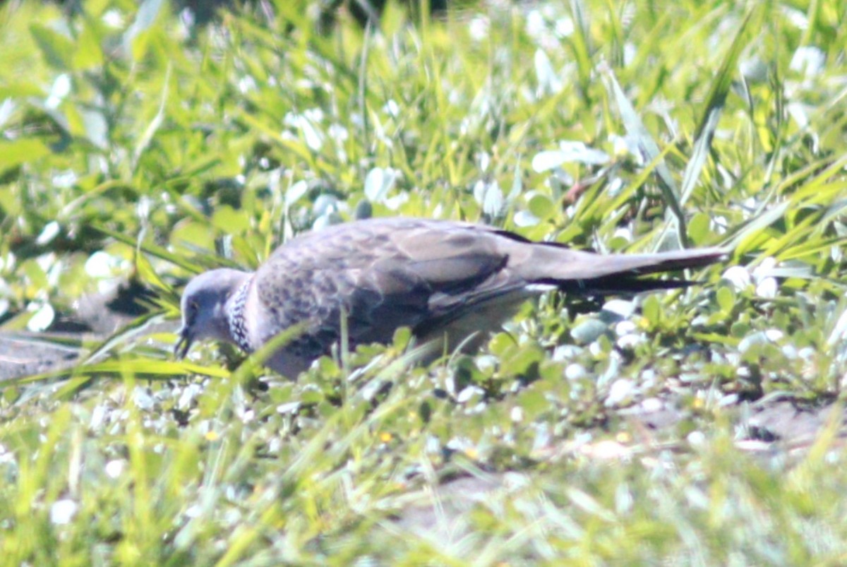 Spotted Dove - ML629889635
