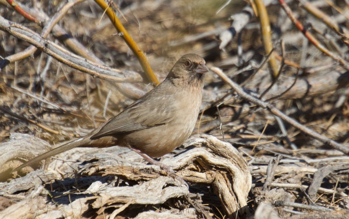 Abert's Towhee - ML629889675
