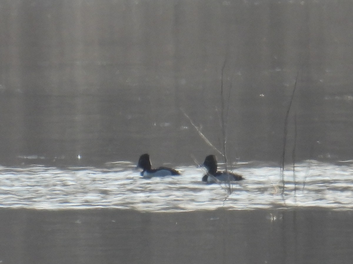 Ring-necked Duck - ML629889679