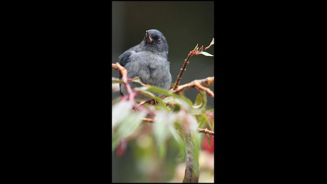 Slaty Flowerpiercer - ML629889697