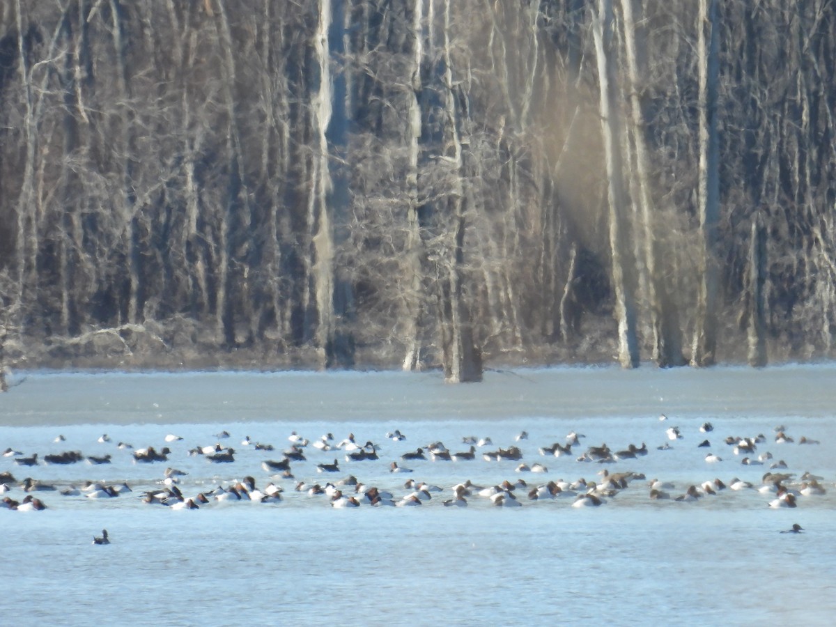 Canvasback - ML629889728