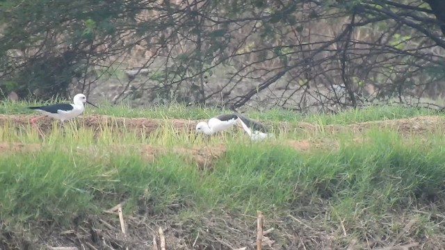Black-winged Stilt - ML629889729