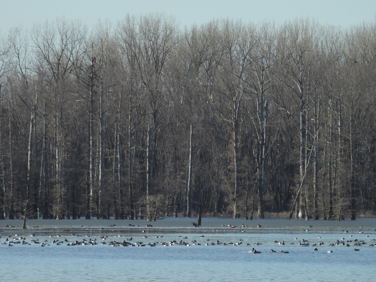 Canvasback - ML629889745