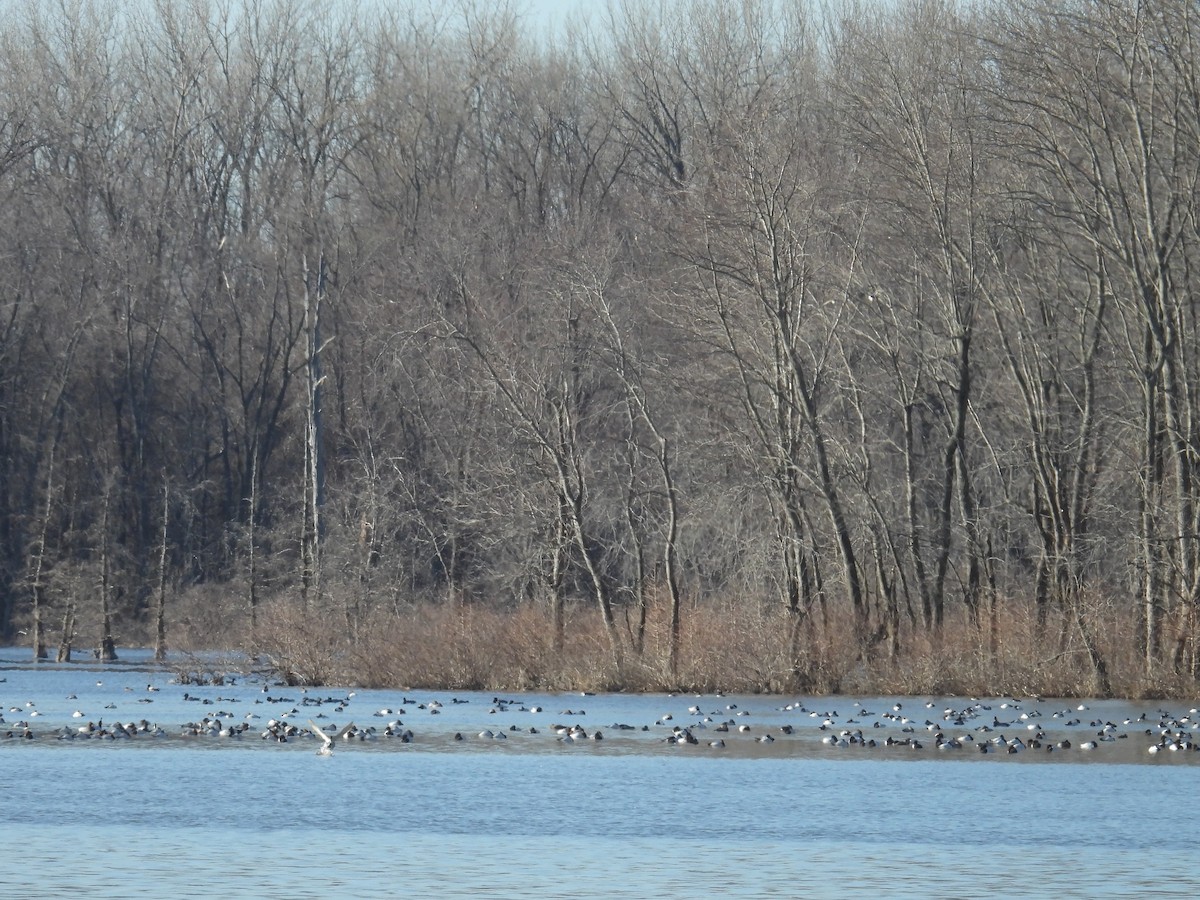 Canvasback - ML629889746